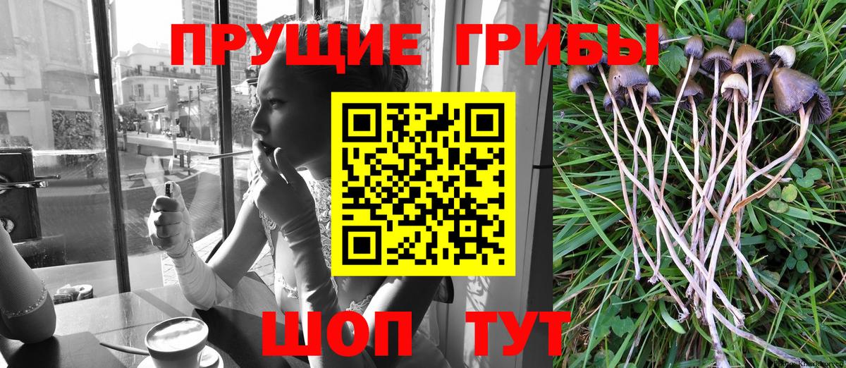 Псилоцибиновые грибы GOLDEN TEACHER  Ейск  Псилоцибиновые грибы мицелий 